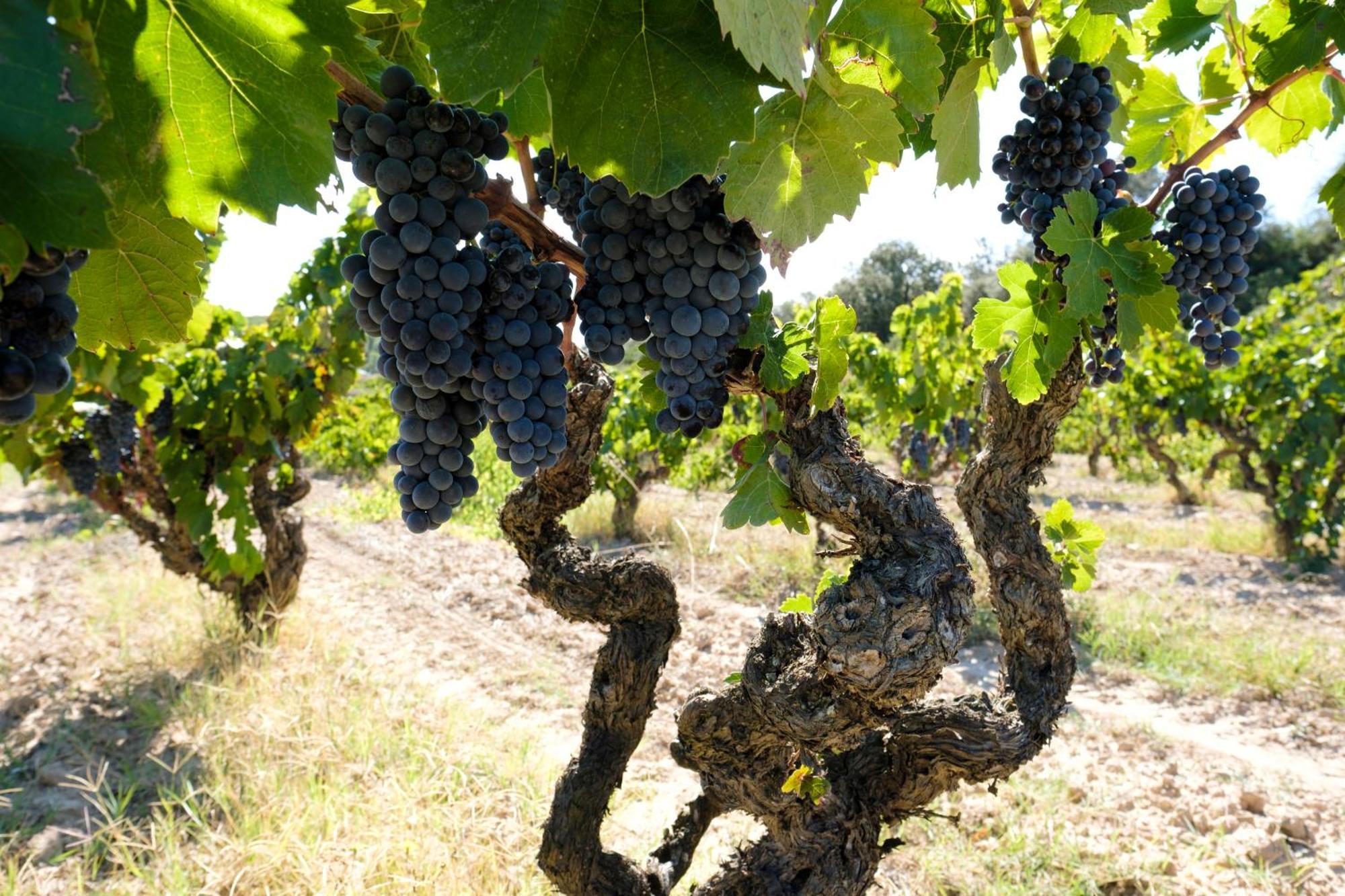 Enoturismo Celler Pinol Apartment Batea Bagian luar foto